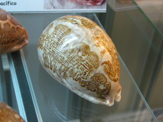 Cypraea mappa, primer plano 01