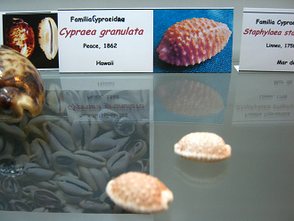 Cypraea granulata