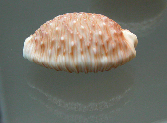 Cypraea granulata, primer plano