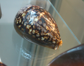 Cypraea mauritania, primer plano 01