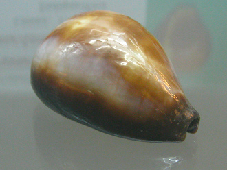 Erronea succincta melanesiae, primer
                          plano