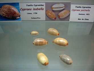 Cypraea isabella