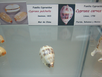 Cypraea pulchella