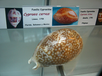 Cypraea cervus