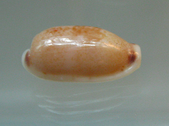 Cypraea quadrimaculata, primer
                                  plano 01