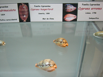 Cypraea hungerfordi