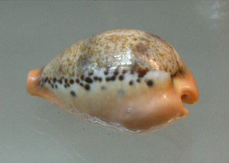 Cypraea hungerfordi, primer plano