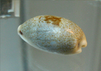 Cypraea errones, primer plano 02