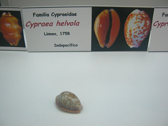 Cypraea helvola