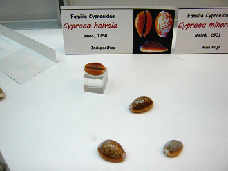 Cypraea helvola