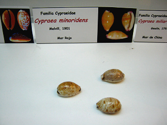 Cypraea minoridens