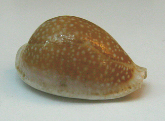 Cypraea miliaris, primer plano