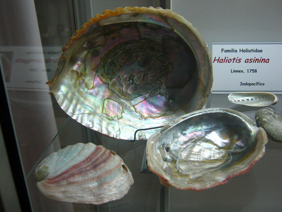 Haliotis corrugata, vista total Haliotis corrugata, vista total