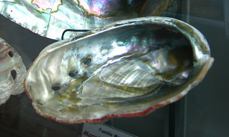 Haliotis corrugata, primer plano 02 Haliotis corrugata, primer plano 02