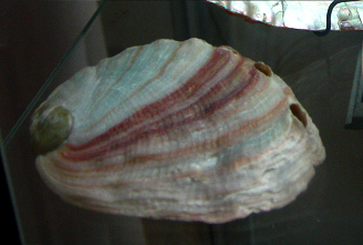 Haliotis corrugata, primer plano 03 Haliotis corrugata, primer plano 03