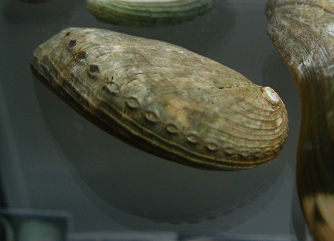 Haliotis asinina, primer
plano 01 Haliotis asinina, primer plano
01