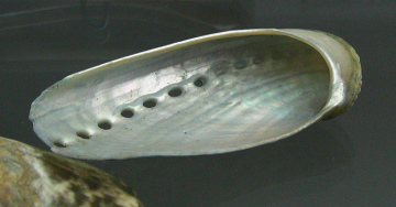 Haliotis asinina, primer
plano 02 Haliotis asinina, primer plano
02