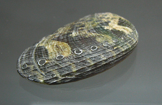 Haliotis asinina, primer
plano 03 Haliotis asinina, primer plano
03