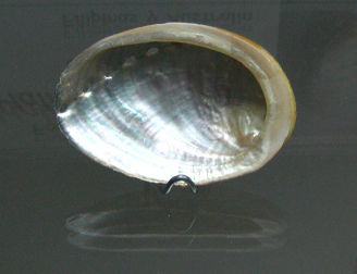 Haliotis glabra, primer plano Haliotis glabra, primer plano