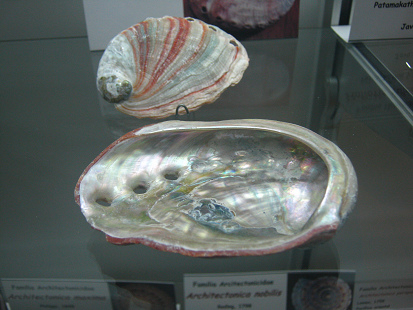 Haliotis sp, primer plano 01 Haliotis sp, primer plano 01