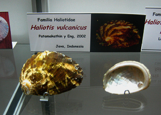 Haliotis vulcanicus, placa Haliotis vulcanicus, placa