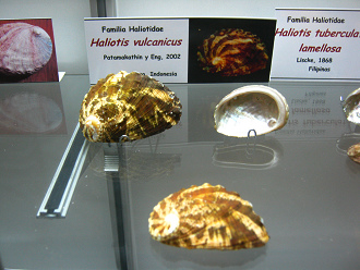 Haliotis vulcanicus, vista total Haliotis vulcanicus, vista total