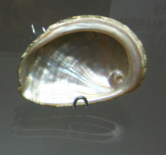 Haliotis vulcanicus, primer plano 02 Haliotis vulcanicus, primer plano 02