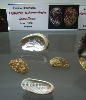 Haliotis tuberculata lamellosa, placa Haliotis tuberculata lamellosa, placa