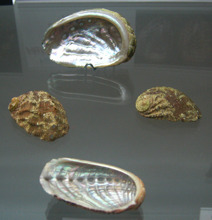 Haliotis tuberculata
lamellosa, primer plano 01 grupo Haliotis tuberculata lamellosa, primer
plano 01 grupo