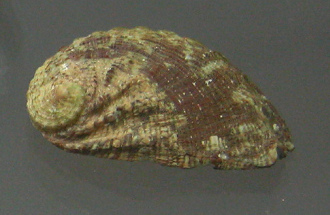 Haliotis
tuberculata lamellosa, primer plano
02 Haliotis tuberculata lamellosa,
primer plano 02