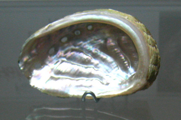 Haliotis
tuberculata lamellosa, primer plano
04 Haliotis tuberculata lamellosa,
primer plano 04