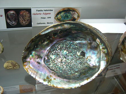 Haliotis fulgens