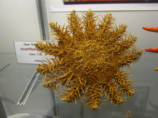 Acanthaster planci