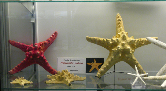 Protoreaster nodosus