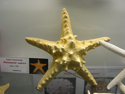 Protoreaster nodosus, primer plano 02