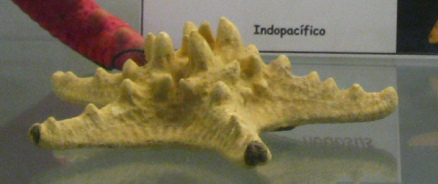 Protoreaster nodosus, primer plano 03