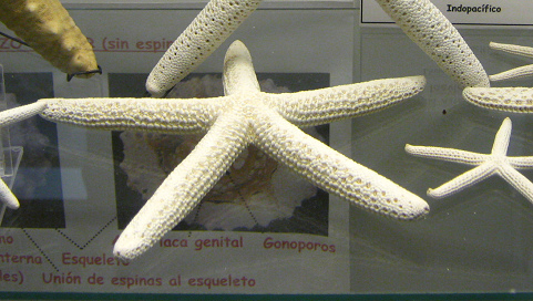 Linckia laevigata, primer plano 02