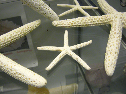 Linckia laevigata, primer plano 04