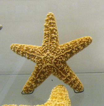 Pisaster sp, primer plano 01