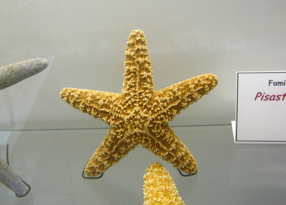 Pisaster sp, primer plano 03