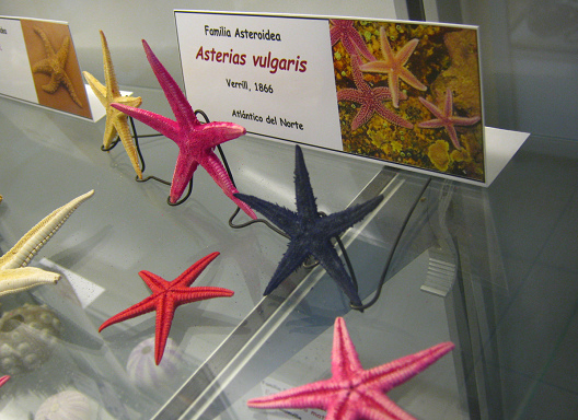 Asterias vulgaris, placa