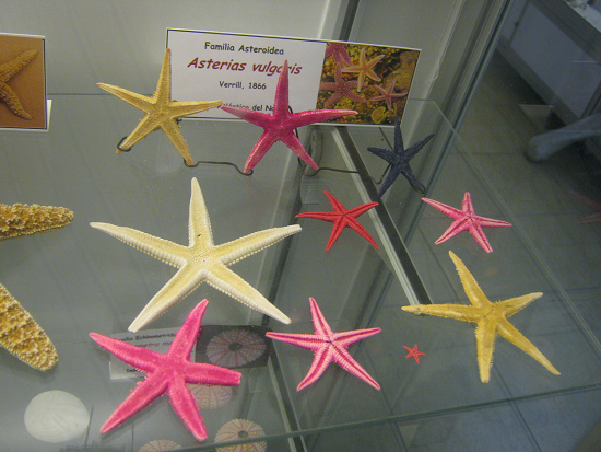 Asterias vulgaris, vista total 02