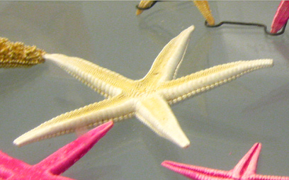 Asterias vulgaris, primer plano