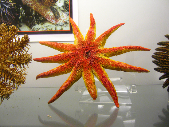 Estrellamar desconocido