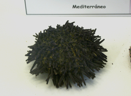 Arbacia lixula, primer plano