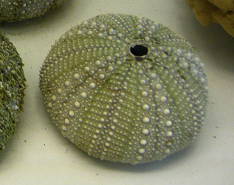 Loxechinus albus, primer plano 01