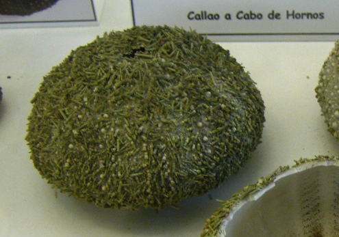 Loxechinus albus, primer plano 02