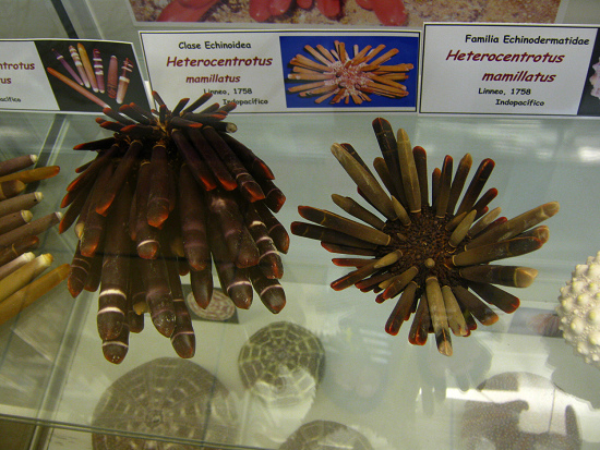 Heterocentrotus mamillatus 02