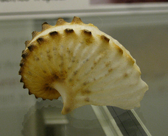 Argonauta
                          hians, primer plano