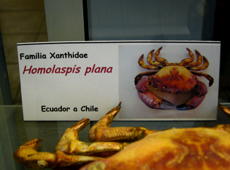 Homolaspis plana, Tafel